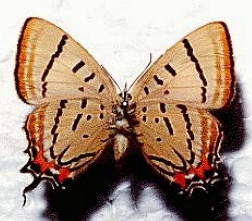 Jalmenus evagoras