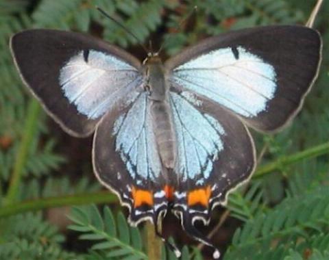 Jalmenus evagoras