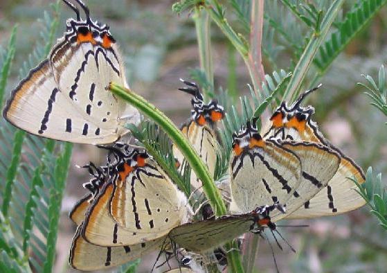Jalmenus evagoras