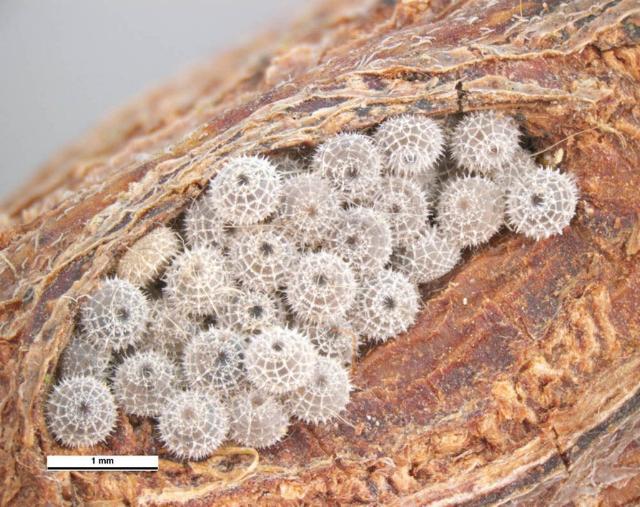 Jalmenus evagoras