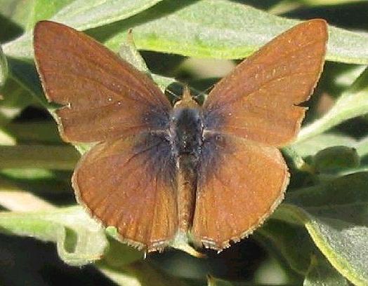 Prosotas felderi