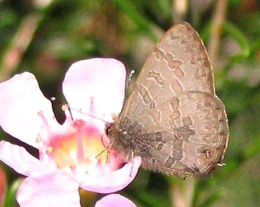 Prosotas felderi