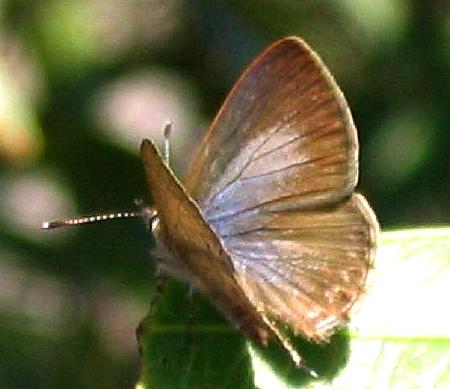 Prosotas felderi