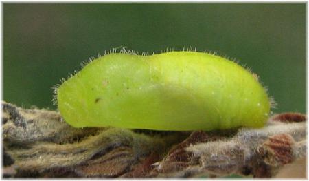 Catopyrops florinda