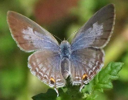 Catopyrops florinda