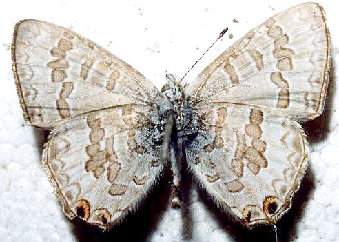 Catopyrops florinda