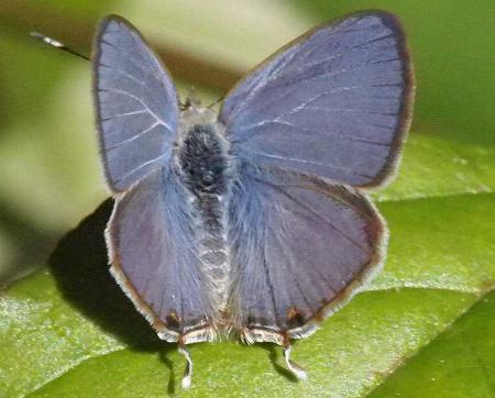 Catopyrops florinda