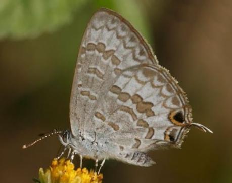 Catopyrops florinda