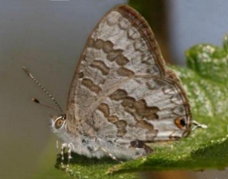 Catopyrops florinda