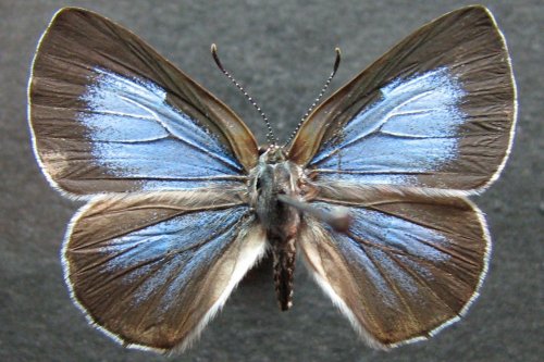 Philiris fulgens