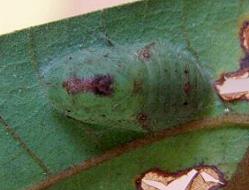 Philiris fulgens