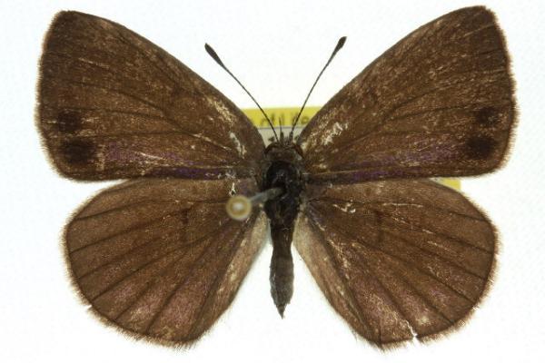 Erina geminus