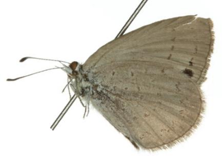 Erina geminus
