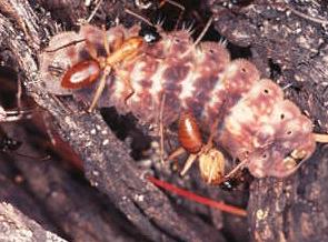 Ogyris genoveva