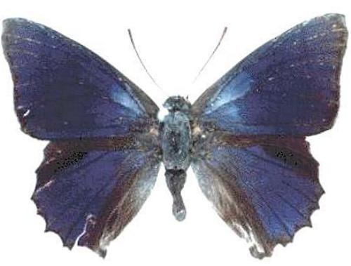 Ogyris genoveva