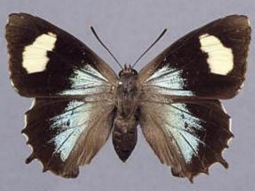 Ogyris genoveva