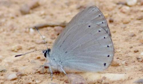 Candalides heathi