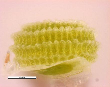 Neolucia hobartensis