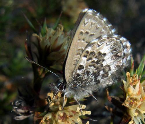 Neolucia hobartensis