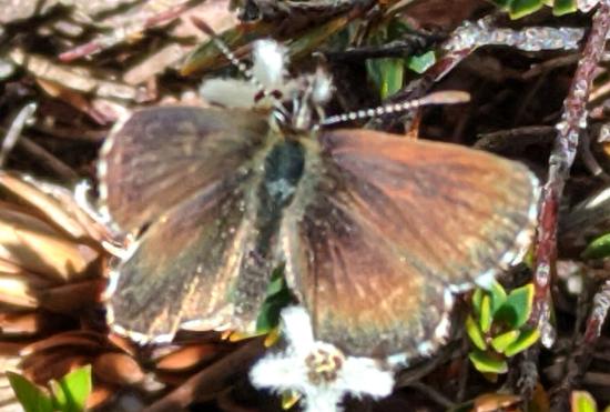 Neolucia hobartensis