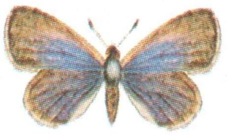 Zizula hylax