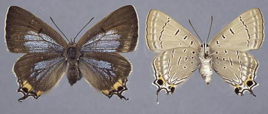 Jalmenus ictinus
