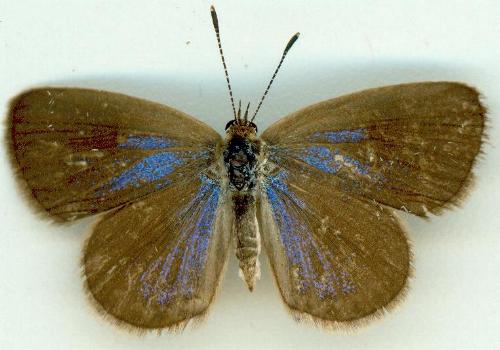 Zizeeria karsandra