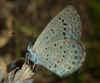 Zizeeria karsandra