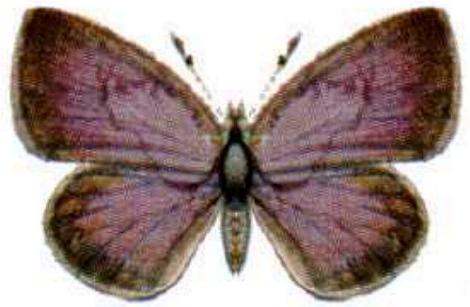 Zizeeria karsandra