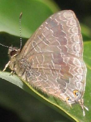 Erysichton lineatus