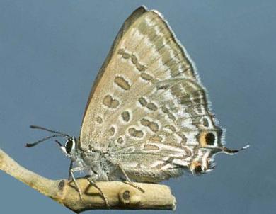 Jalmenus lithochroa