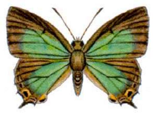 Jalmenus lithochroa