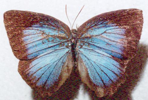 Arhopala madytus