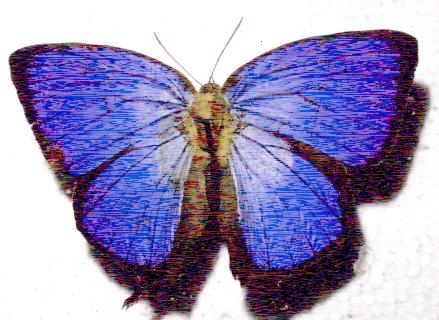 Arhopala madytus