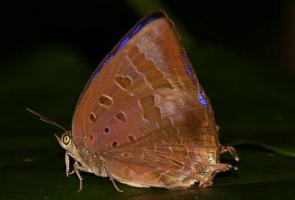 Arhopala madytus