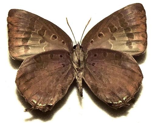 Arhopala madytus