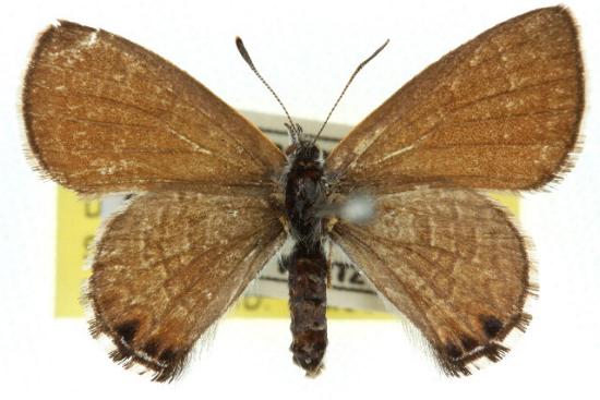 Acrodipsas mortoni