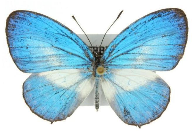Jamides nemophilus