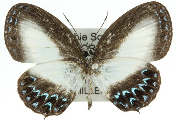 Jamides nemophilus