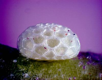 Candalides noelkeri