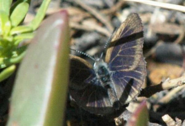 Candalides noelkeri