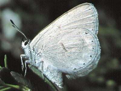 Candalides noelkeri