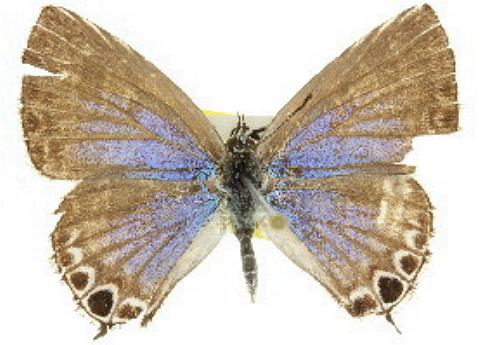 Theclinesthes onycha