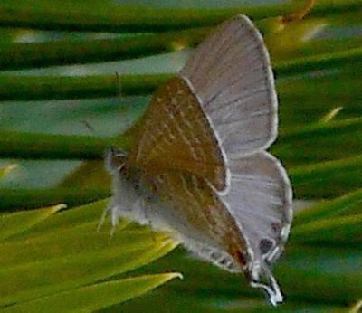 Theclinesthes onycha