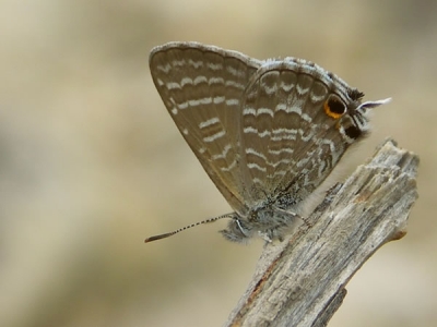 Theclinesthes onycha