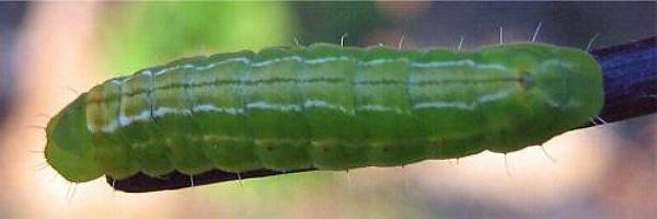 Hypolycaena phorbas