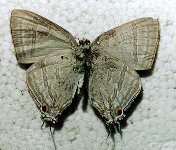 Hypolycaena phorbas
