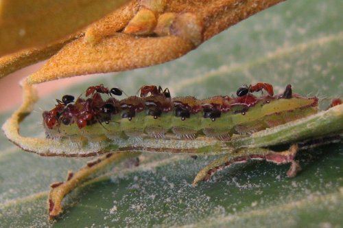 Jalmenus pseudictinus