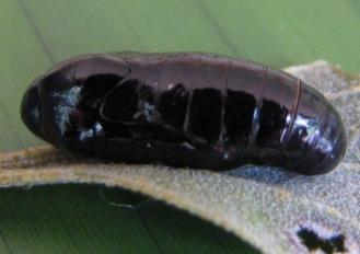 Jalmenus pseudictinus