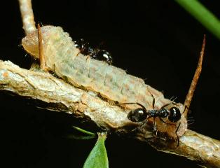 Paralucia pyrodiscus